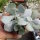 Cotyledon orbiculata cv. Powder White
