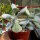 Cotyledon orbiculata cv. Powder White