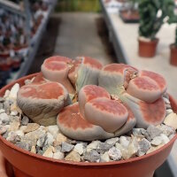 Lithops karasmontana v. mickbergensis cv. Red Tops