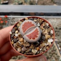 Lithops karasmontana v. mickbergensis cv. Red Tops