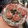 Lithops karasmontana v. mickbergensis cv. Red Tops