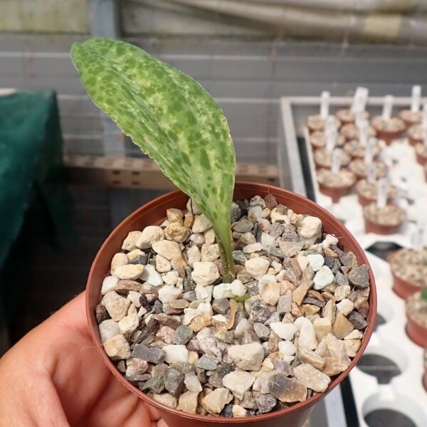 Drimiopsis burkei Südafrika