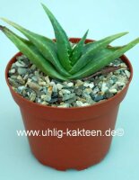 Aloe dhufariensis