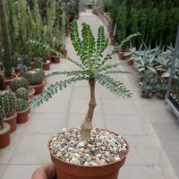 Boswellia neglecta Sagalla/Ghazi/Marsabit/Wangala