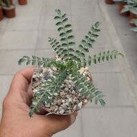 Boswellia neglecta Sagalla/Ghazi/Marsabit/Wangala