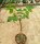 Commiphora unilobata Logologo, Marsabit Co., Kenya