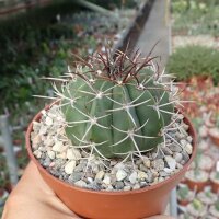 Melocactus glaucescens HU 219  CITES, not outside EU