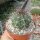 Melocactus glaucescens HU 219  CITES, not outside EU