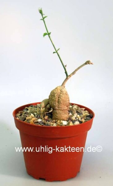 Kedrostis nana