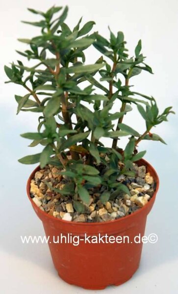 Crassula sarcocaulis cv. grandifolius