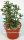 Crassula sarcocaulis cv. grandifolius