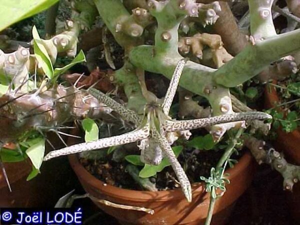 Ceropegia variegata Maji Ya, Chumvi, Kenya