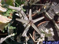 Ceropegia variegata Maji Ya, Chumvi, Kenya