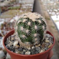 Echinocereus pectinatus v. wenigeri ctenoides Mel....