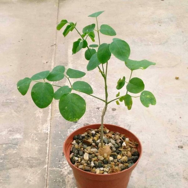 Moringa rivae