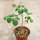 Moringa rivae