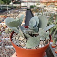 Kalanchoe hildebrandtii