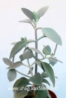 Kalanchoe hildebrandtii
