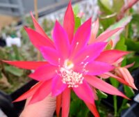 Epiphyllum-Hybr. Golino