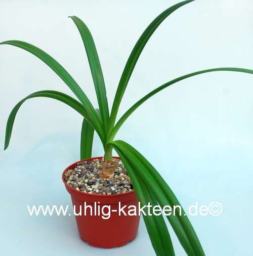 Brunsvigia spec. Südafrika