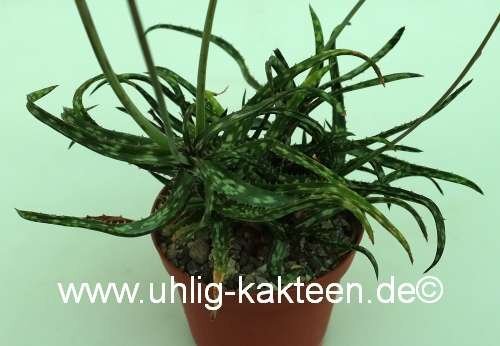 Aloe bakeri Madagaskar CITES, not outside EU