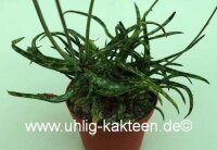 Aloe bakeri Madagaskar CITES, not outside EU