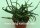Aloe bakeri Madagaskar CITES, not outside EU