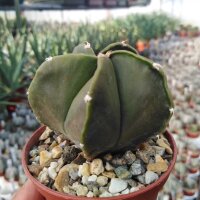 Astrophytum myriostigma v. nuda