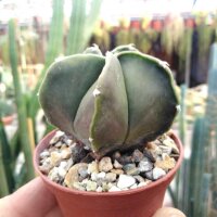 Astrophytum myriostigma v. nuda