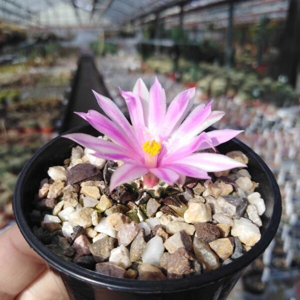 Ariocarpus kotschoubeyanus Westlich Saltillio km 60 CITES, not outside EU