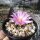 Ariocarpus kotschoubeyanus Westlich Saltillio km 60 CITES, not outside EU