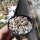 Ariocarpus kotschoubeyanus Westlich Saltillio km 60 CITES, not outside EU