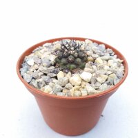 Copiapoa melanohystrix BCHK 1366