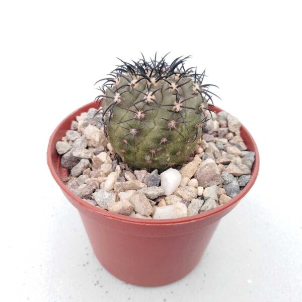 Copiapoa calderana S Obispito