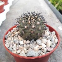 Copiapoa calderana S Obispito