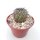 Copiapoa calderana S Obispito