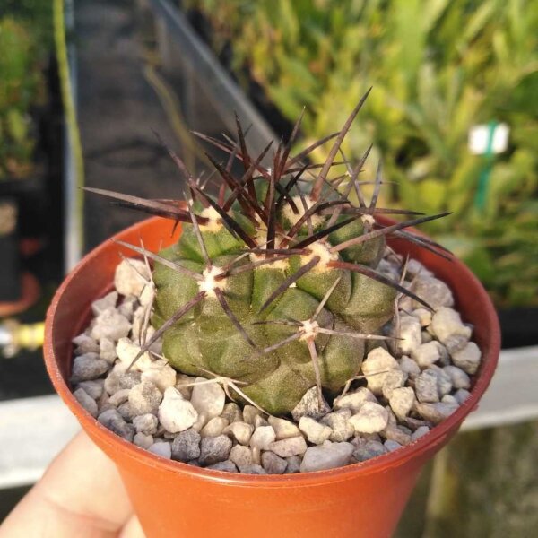 Copiapoa calderana forma Sierra Pajoana, N Caldera