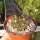 Copiapoa calderana forma Sierra Pajoana, N Caldera