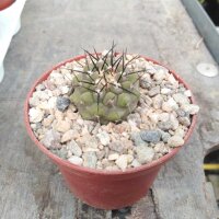 Copiapoa cinerea ssp. columna-alba BCHK 1374