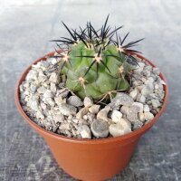 Copiapoa cinerea ssp. columna-alba Las Tortolas