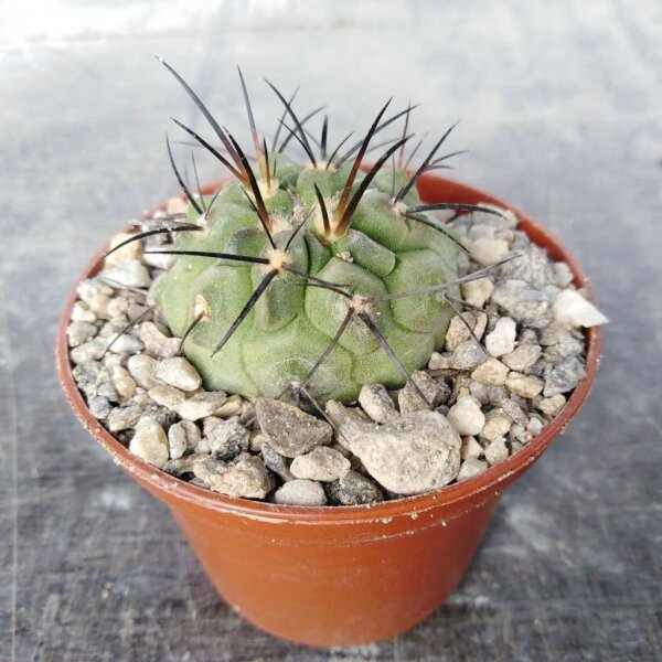 Copiapoa dealbata v. carrizalensis BCHK 1404