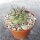 Copiapoa dealbata v. carrizalensis BCHK 1404