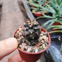 Copiapoa griseoviolacea Cerro Pena Blanca, S-Freirina, Chile