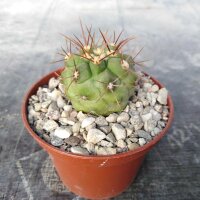Copiapoa haseltoniana Punta colorada, 12 km S-Jzuna, Chile