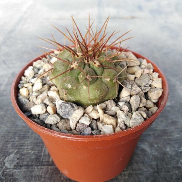 Copiapoa longistaminea spec. Esmeralda Esmeralda, Chile