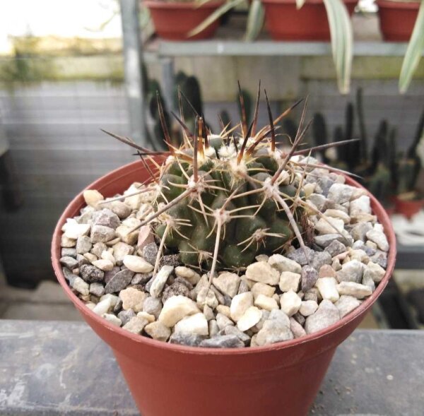 Copiapoa megarhiza v. borealis Sterra Pinun