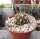 Copiapoa megarhiza v. borealis Sterra Pinun