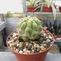 Copiapoa tenebrosa Cerro Perales