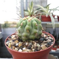 Copiapoa tenebrosa Cerro Perales