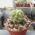 Copiapoa tenebrosa Cerro Perales